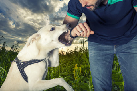 A dog bite injury in California requiring a settlement